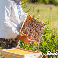 خوی رتبه اول در تولید عسل کشور