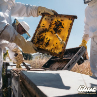 ویدئو: برداشت عسل از زنبورستان های خوی