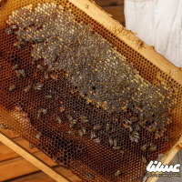 سالانه ۷۰ تن عسل در ملکشاهی برداشت می شود