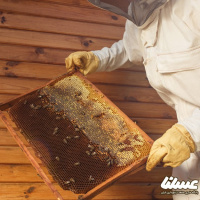 میزان تولید عسل طبیعی در مرودشت به 200 تن رسید