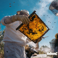 650 تن عسل در زنبورستان های اشنویه تولید شد