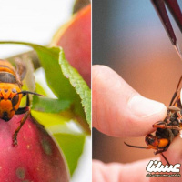 "شاخک های قاتل"؛ آفت جدی زنبورهای عسل در آمریکا