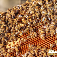 تولید ملکه زنبورعسل در مازندران به 62 هزار فروند رسید