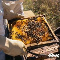 تولید انبوه ملکه زنبور عسل در سنقر و کلیایی آغاز شد