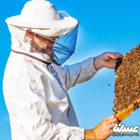 فراخوان جذب شرکت های دانش بنیان برای حضور در شتابدهنده تخصصی زنبورداری کشور
