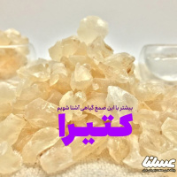 آشنایی با کتیرا؛ آیا عسل کتیرا از این صمغ به دست می آید؟
