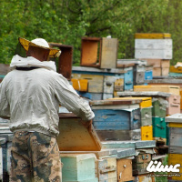 بیمه تأمین اجتماعی زنبورداران یک گام به تحقق نزدیک شد