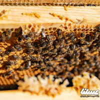 متولیان دولتی زنبورداران را در برابر خسارت مرغ زنبورخوار یاری کنند