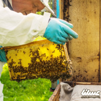 دولت برای داروهای قاچاق و غیراستاندارد زنبورداری جایگزینی ندارد