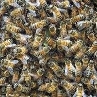 صادرات 400 گرم زهر زنبور عسل به گرجستان به ارزش 25 میلیون دلار
