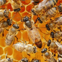 با شرایط سابقه 10 ساله و داشتن تعداد 150 کلنی / ملکه مادری اصلاح شده سویة آرام 97 در اختیار زنبورداران قرار می‌گیرد
