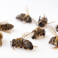 تلفن همراه ؛ قاتل خاموش زنبورهای عسل