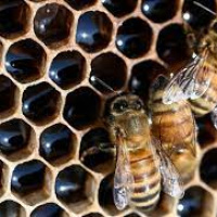 زنبور عسل ؛ حشره شگفت انگیز ریاضیدان