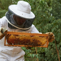 برداشت بیش از 10 تن عسل در تفتان سیستان و بلوچستان