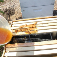 حذف معافیت مالیاتی نهاده شکر و محصولات زنبورعسل جفا و بی‌مهری به زنبورداران است