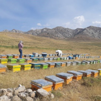 کاهش 30 درصدی تولید عسل در ابرکوه یزد بر اثر خشکسالی