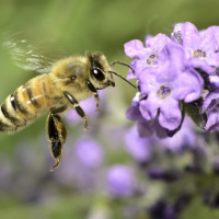 اثرات زیان آور آفت کش ها بر سلول های مغزی زنبور عسل