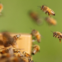 تشخیص سریع ویروس کرونا توسط زنبور عسل
