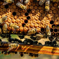 از خود گذشتگی متحیر کننده و نوع دوستی زنبورهای عسل دانشمندان را گیج کرد