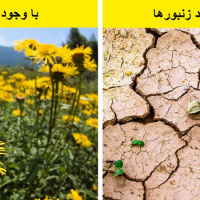 رمزگشایی کد ژنتیکی زنبورهای عسل  ؛ پایان نگرانی انیشتین