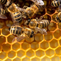 تاثیر بی نظیر بزاق دهان زنبور عسل بر تقویت سیستم ایمنی بدن انسان تا بیش از 60 درصد