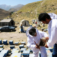 اختصاص 800 تن شکر یارانه ای بین 4000 زنبوردار استان اردبیل