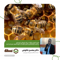 ضرورت کنترل و نظارت بر بازار داروهایی زنبورداری/ در صنعت آزمایشگاهی و کنترل باقیمانده داروها ضعیف عمل شده است