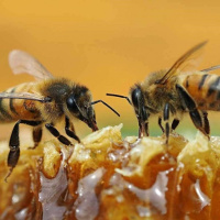 آیا می دانستید زنبورهای عسل هم می توانند بشمارند؟
