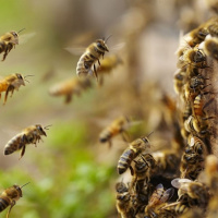 قدرت عجیب زنبورها در مسیریابی بر اساس میدان های مغناطیسی زمین