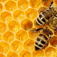 اختلال در حس بویایی زنبورهای عسل با استشمام دود خودروهای دیزلی