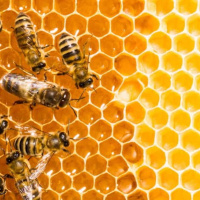 واکسینه شدن لاروهای زنبور عسل توسط ملکه