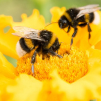 بررسی نحوه تعامل زنبور عسل با اشکال مختلف گل به کمک چاپگرهای سه بعدی