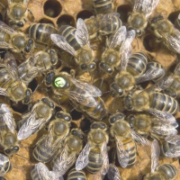 تغییر ژنتیکی در زنبورهای عسل/تبدیل زنبورهای کارگر به ملکه