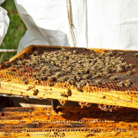شربت فروکتوز ؛ خوراک بالقوه برای زنبور عسل