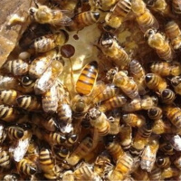 تأثیر کربوهیدراتهای مختلف بر روی رفتار تخم ریزی ملکه و میزان ذخیره عسل در کلونی زنبور عسل