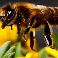 برآورد ضریب وراثت پذیری صفات ظاهری و تولید عسل کلونی های زنبور عسل