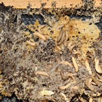 بیولوژی و مدیریت شب پره‌ موم خوار بزرگ ؛ آفت شان‌های مومی زنبورعسل
