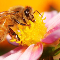 مروری بر ارتباط بین تغذیه و عوامل بیماریزا بر سلامتی زنبور عسل