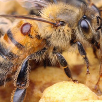 مروری بر ایجاد مقاومت به کنه واروآ در زنبور عسل