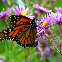 پروانه خار یا پروانه رنگارنگ ؛ رقیبی برای زنبورعسل در مناطق زنبورداری