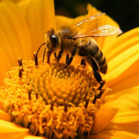 زنبورهای عسل بعنوان حسگرهای زیستی ترکیبات شیمیایی در محیط