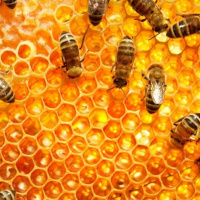 60 هزار کلونی زنبور عسل در فسا ؛ ظرفیت تولید عسل را به 800 تن رساند