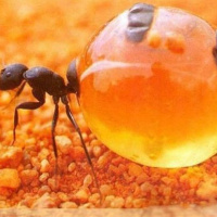 کشف مورچه های شگفت انگیزی که نوعی عسل کهربایی با خواص ضد میکروبی قوی تولید می کنند