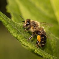 آیا زنبورهای عسل احساس و آگاهی دارند؟