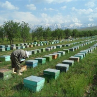 آغاز طرح سرشماری زنبور عسل از 15 تا 27 مهرماه در سراسر کشور