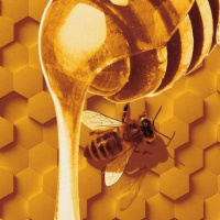 عسل چیست؟ /  استفراغ یا مدفوع زنبور عسل ؟