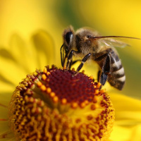 اسکلت شگفت انگیز زنبور عسل / آیا زنبور زانو هم دارد؟