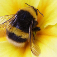 زنبورها فوتبالیست های خوبی هستند / 10 حقیقت ناشناخته در مورد حشرات
