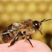 جایگاه ویژه زنبور درمانی در طب اسلامی / زنبور درمانی راهی برای تحقق اقتصاد بدون نفت