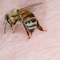 تأثیرات نیش زنبور عسل بر بدن انسان چیست؟